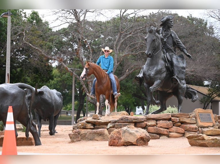 American Quarter Horse Gelding 5 years 14,3 hh Sorrel in Kaufman