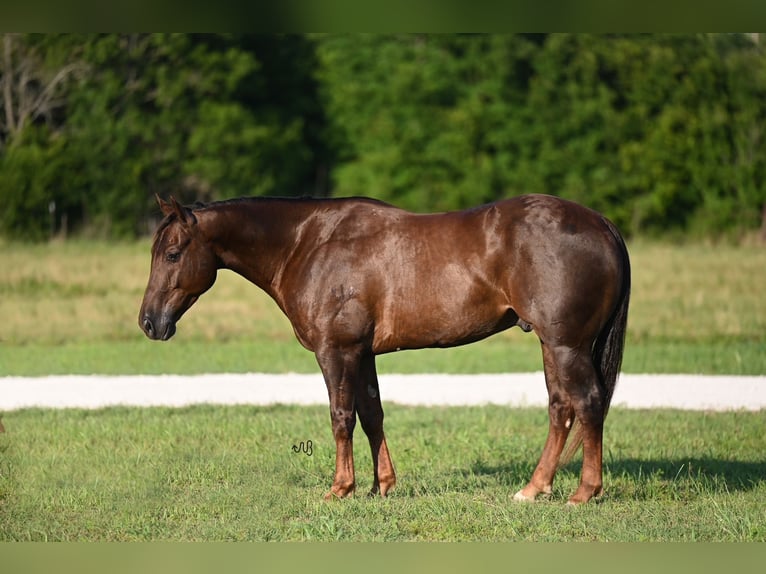 American Quarter Horse Gelding 5 years 14,3 hh Sorrel in Waco, TX