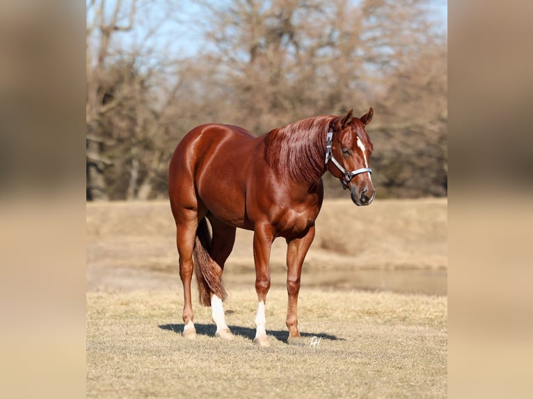 American Quarter Horse Gelding 5 years 14.3 hh Sorrel in Buffalo
