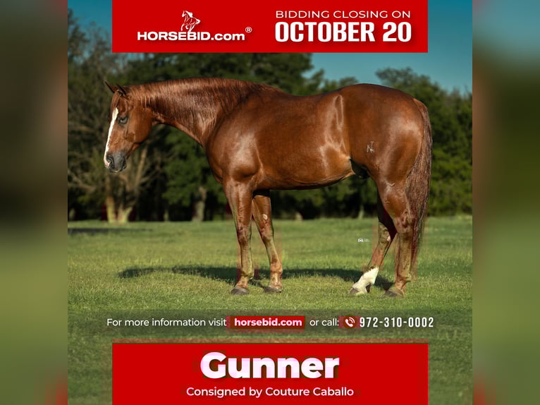 American Quarter Horse Gelding 5 years 14,3 hh Sorrel in Gainesville