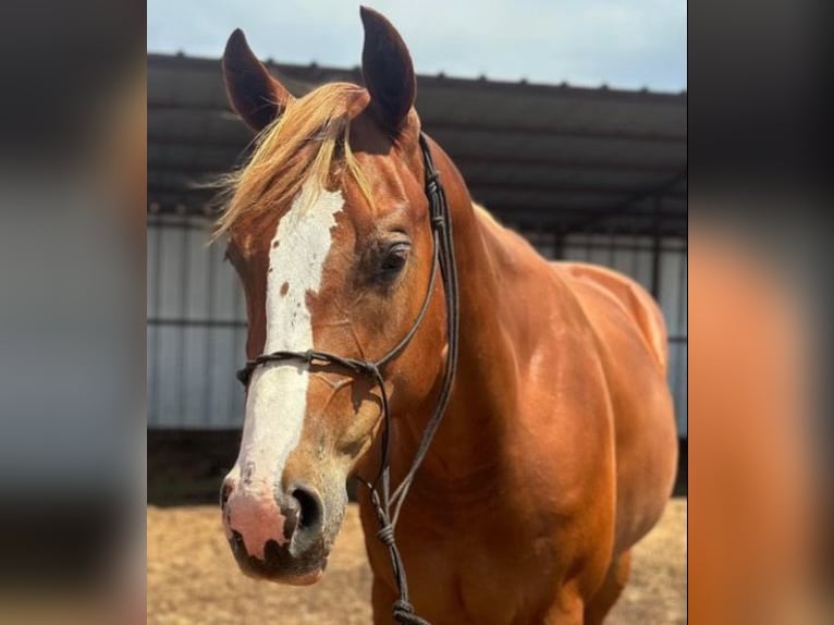 American Quarter Horse Gelding 5 years 14,3 hh Sorrel in Savoy TX