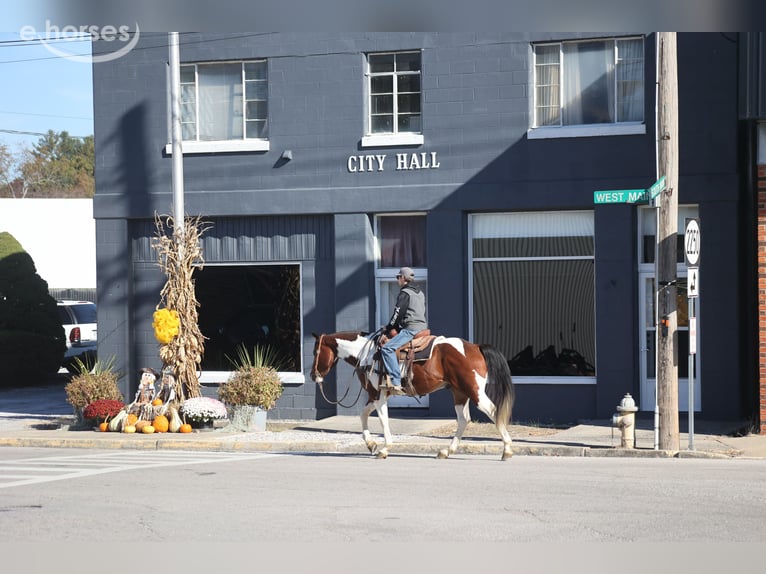 American Quarter Horse Gelding 5 years 14.3 hh Tobiano-all-colors in Mount Vernon