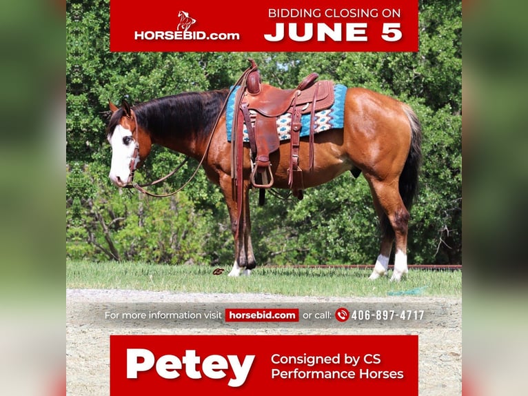 American Quarter Horse Gelding 5 years 14 hh Bay in Jacksboro, TX