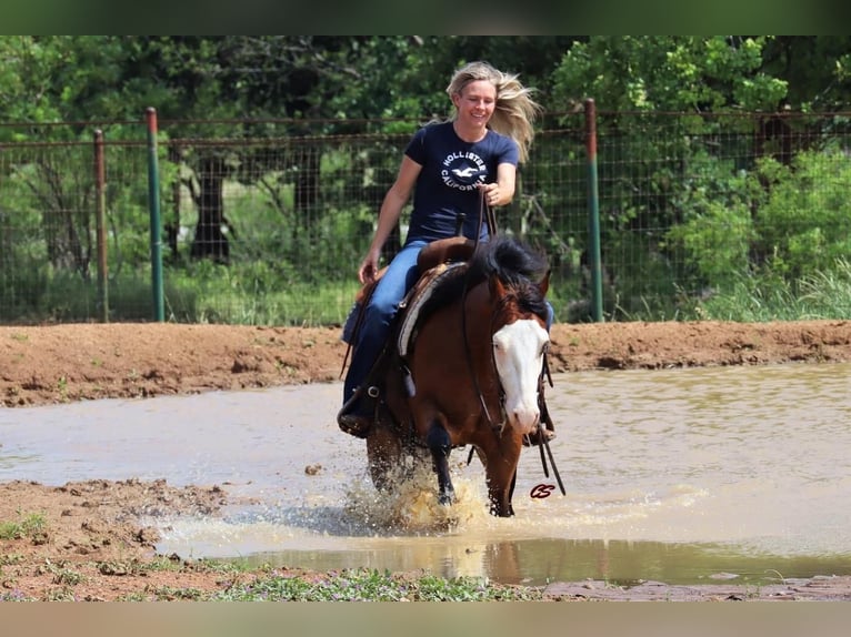 American Quarter Horse Gelding 5 years 14 hh Bay in Jacksboro, TX