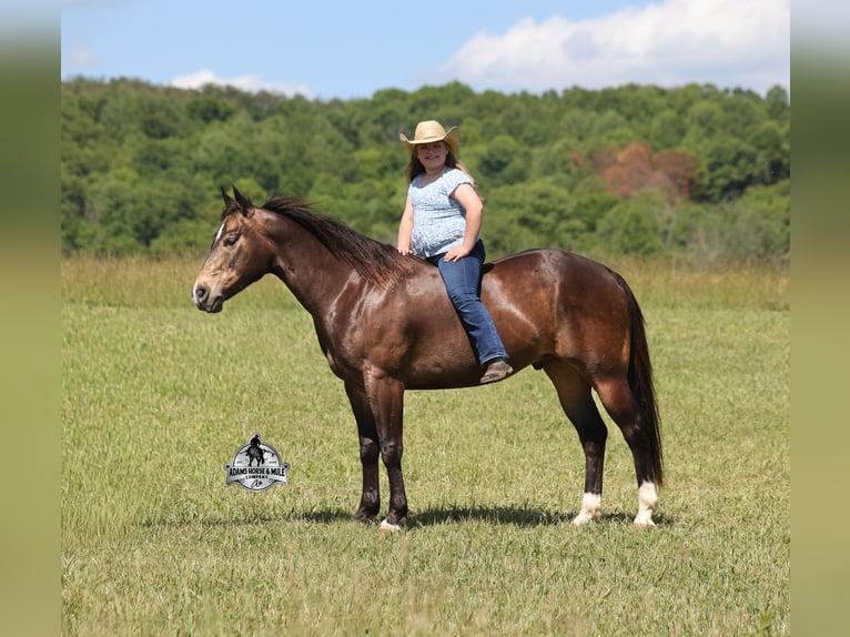 American Quarter Horse Gelding 5 years 14 hh Buckskin in Mount Vernon