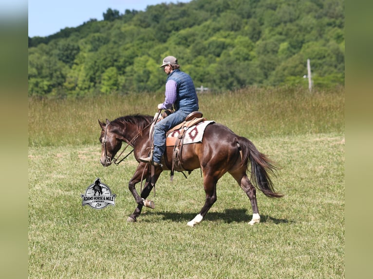 American Quarter Horse Gelding 5 years 14 hh Buckskin in Mount Vernon