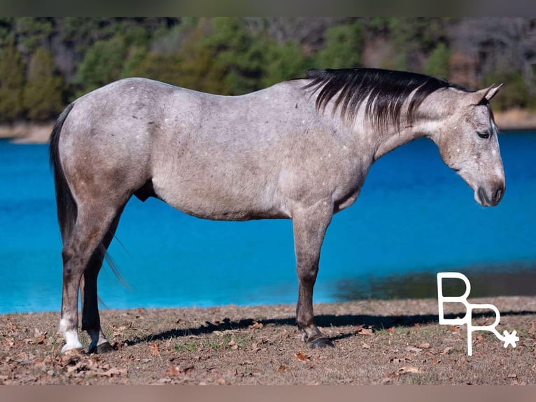 American Quarter Horse Gelding 5 years 14 hh Grey-Dapple in Mountain Grove MO