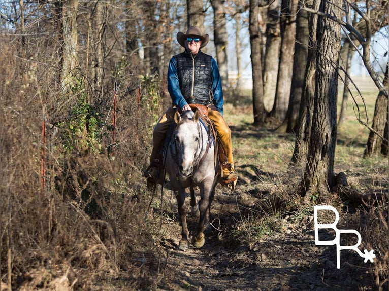 American Quarter Horse Gelding 5 years 14 hh Grey-Dapple in Mountain Grove MO
