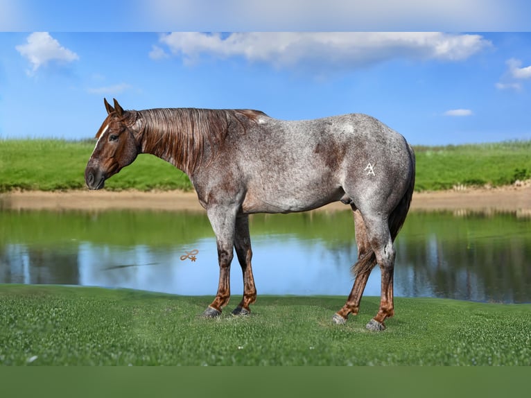 American Quarter Horse Gelding 5 years 14 hh Roan-Red in Canistota