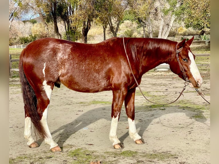 American Quarter Horse Gelding 5 years 14 hh Roan-Red in Paicines, CA