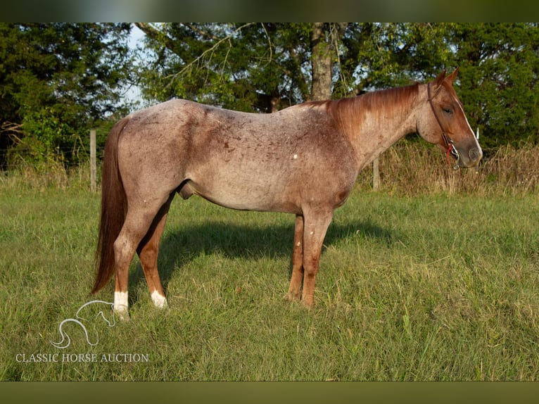 American Quarter Horse Gelding 5 years 14 hh Roan-Red in Greensburg, KY