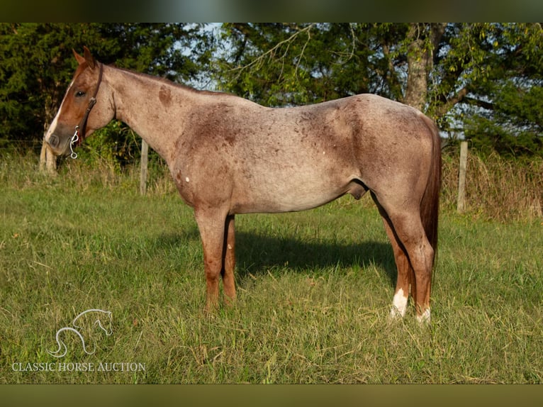 American Quarter Horse Gelding 5 years 14 hh Roan-Red in Greensburg, KY