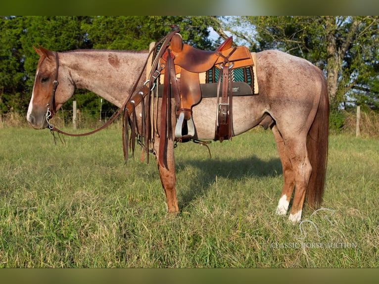 American Quarter Horse Gelding 5 years 14 hh Roan-Red in Greensburg, KY