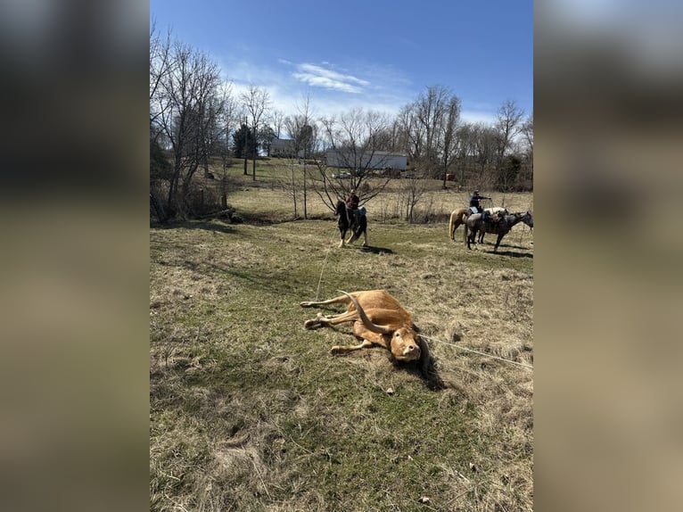 American Quarter Horse Gelding 5 years 14 hh Tobiano-all-colors in Mount Vernon, KY