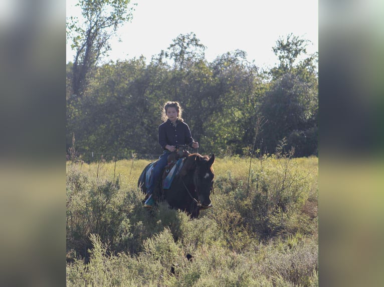 American Quarter Horse Gelding 5 years 14 hh Tobiano-all-colors in Poolville TX