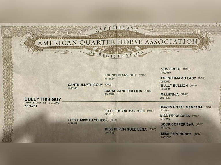 American Quarter Horse Gelding 5 years 14,1 hh Bay in Stephenville TX