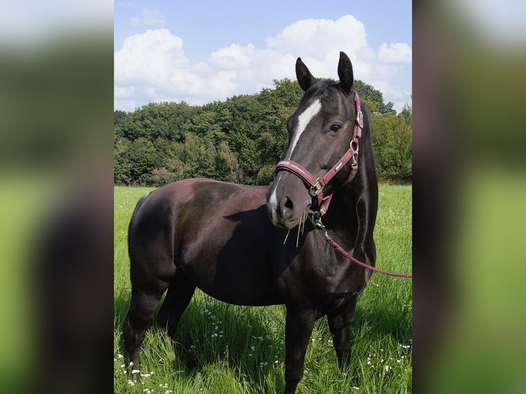 American Quarter Horse Gelding 5 years 14,1 hh Black in Radebeul