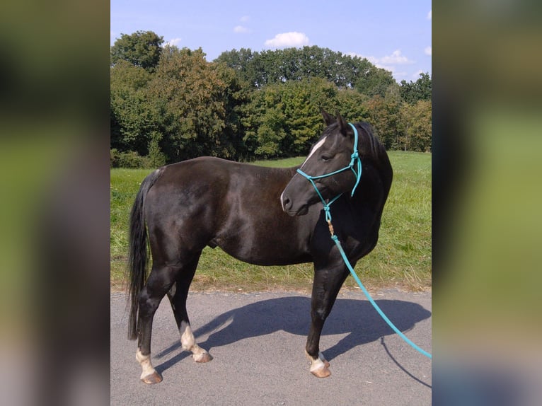 American Quarter Horse Gelding 5 years 14,1 hh Black in Radebeul