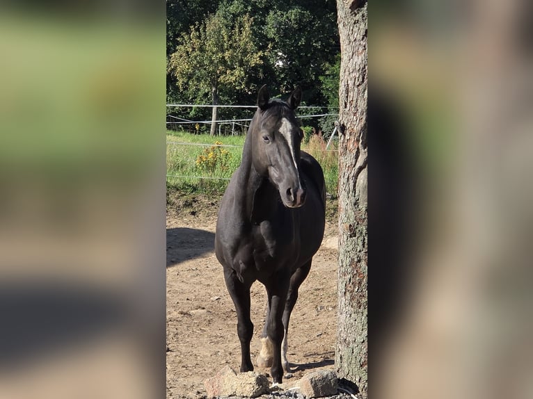 American Quarter Horse Gelding 5 years 14,1 hh Black in Radebeul