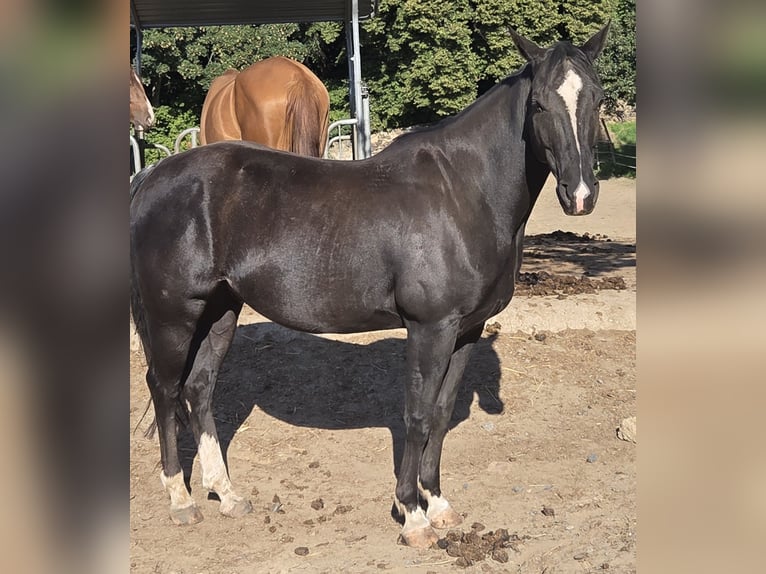 American Quarter Horse Gelding 5 years 14,1 hh Black in Radebeul
