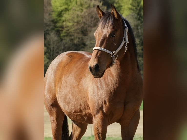 American Quarter Horse Gelding 5 years 14,1 hh Brown in Deutschlandsberg
