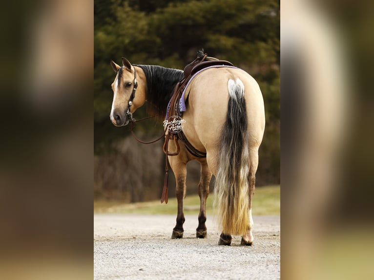 American Quarter Horse Gelding 5 years 14,1 hh Buckskin in Millersburg