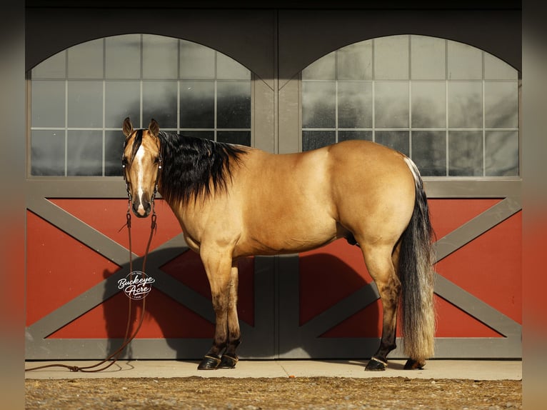 American Quarter Horse Gelding 5 years 14,1 hh Buckskin in Millersburg