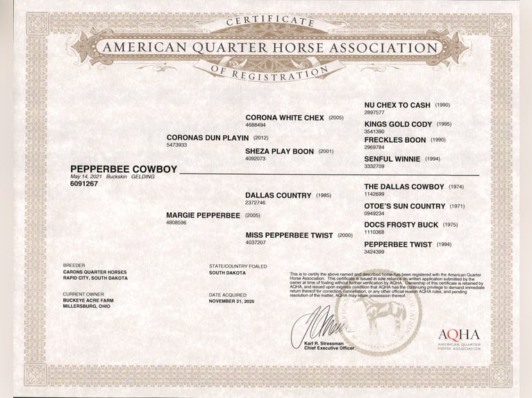 American Quarter Horse Gelding 5 years 14,1 hh Buckskin in Millersburg