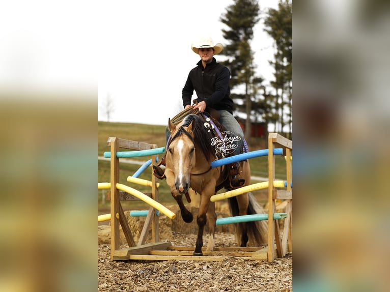 American Quarter Horse Gelding 5 years 14,1 hh Buckskin in Millersburg