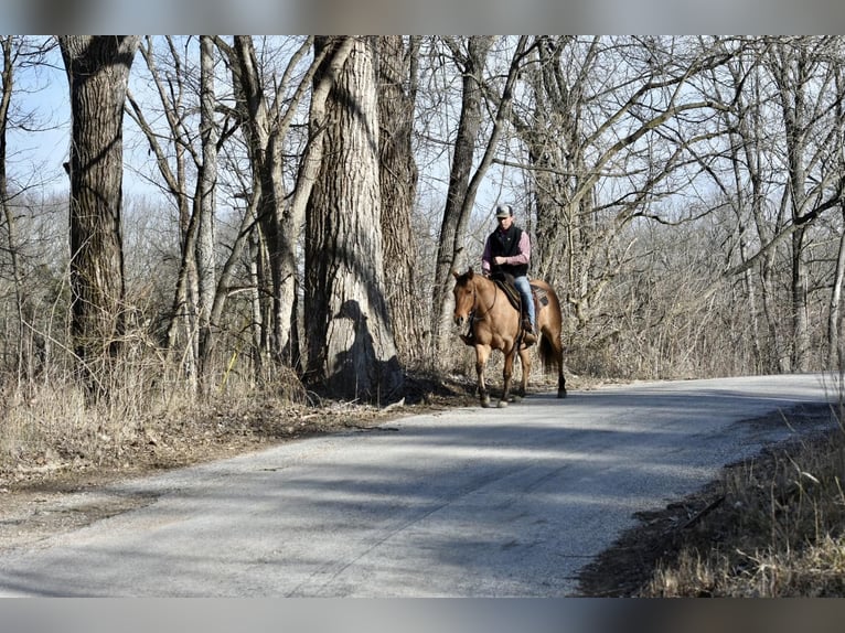American Quarter Horse Gelding 5 years 14,1 hh Dun in Sweet Springs MO
