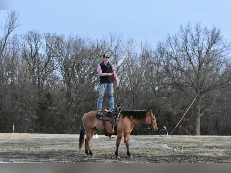 American Quarter Horse Gelding 5 years 14,1 hh Dun in Sweet Springs MO