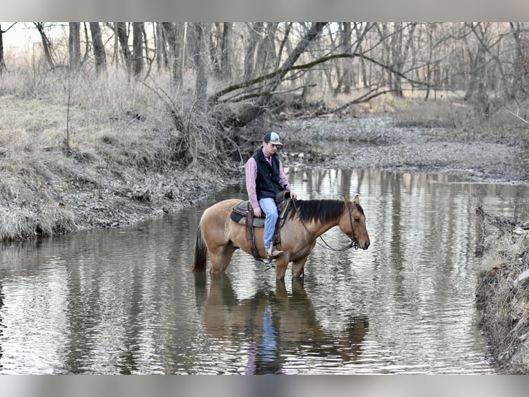 American Quarter Horse Gelding 5 years 14,1 hh Dun in Sweet Springs MO