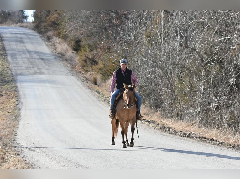American Quarter Horse Gelding 5 years 14,1 hh Dun in Sweet Springs MO