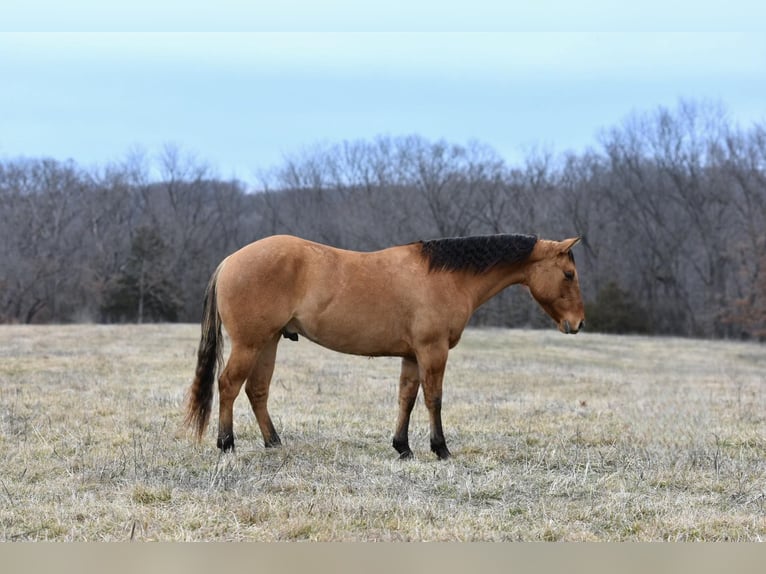 American Quarter Horse Gelding 5 years 14,1 hh Dun in Sweet Springs MO