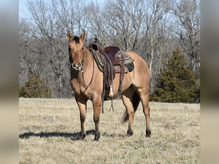 American Quarter Horse Gelding 5 years 14,1 hh Dun in Sweet Springs MO