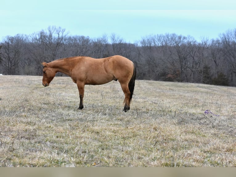 American Quarter Horse Gelding 5 years 14,1 hh Dun in Sweet Springs MO