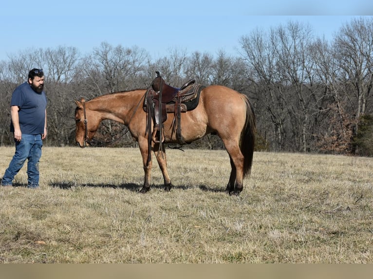 American Quarter Horse Gelding 5 years 14,1 hh Dun in Sweet Springs MO
