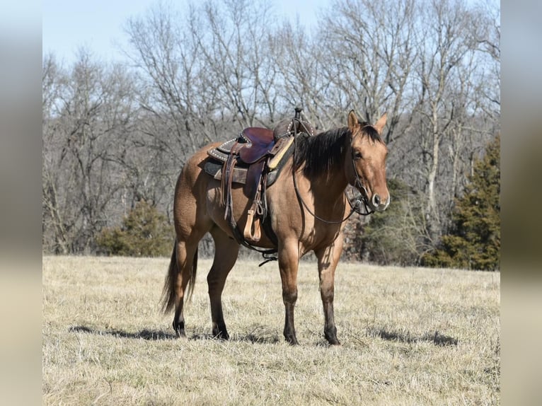 American Quarter Horse Gelding 5 years 14,1 hh Dun in Sweet Springs MO