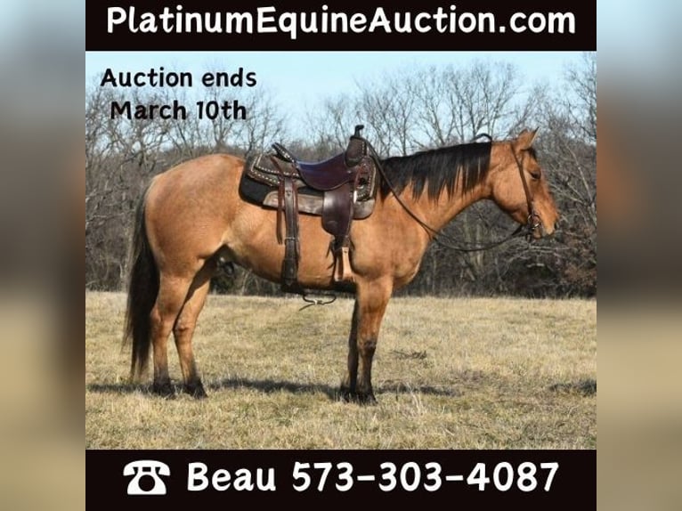 American Quarter Horse Gelding 5 years 14,1 hh Dun in Sweet Springs MO