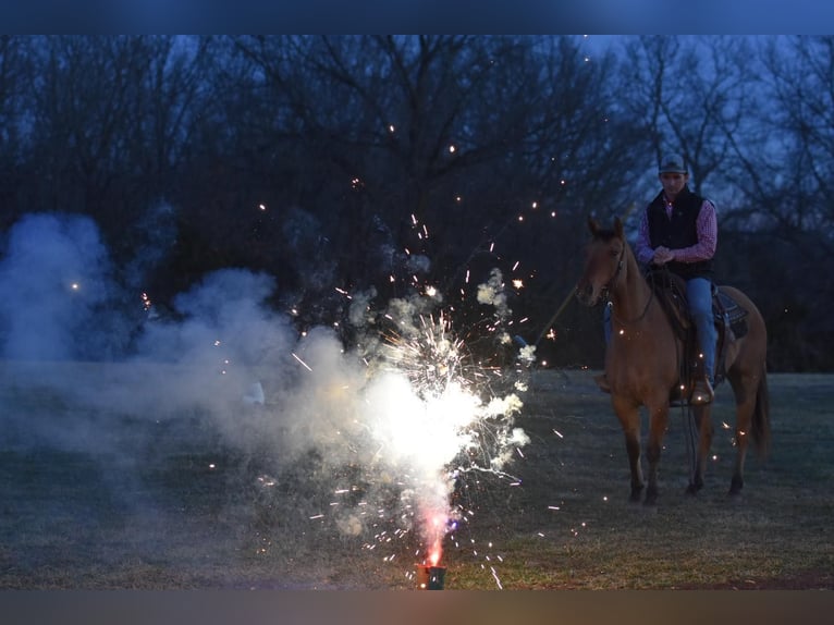 American Quarter Horse Gelding 5 years 14,1 hh Dun in Sweet Springs MO