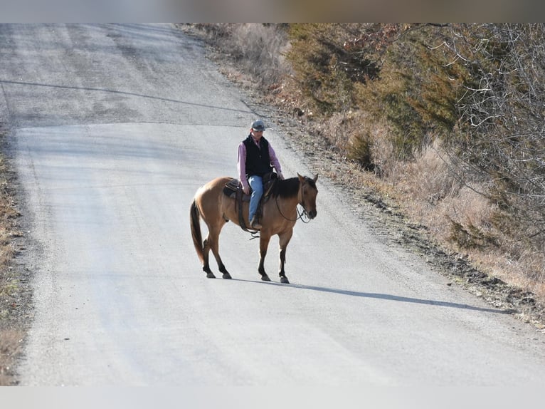 American Quarter Horse Gelding 5 years 14,1 hh Dun in Sweet Springs MO