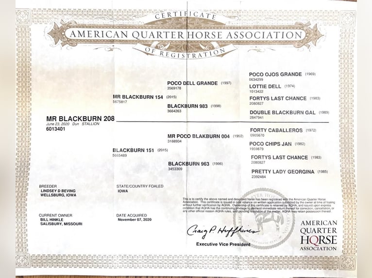 American Quarter Horse Gelding 5 years 14,1 hh Dun in Sweet Springs MO