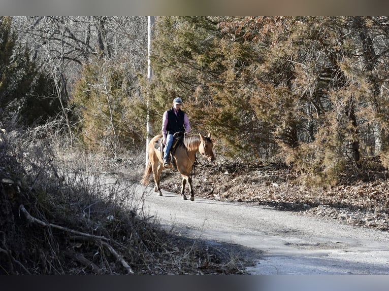 American Quarter Horse Gelding 5 years 14,1 hh Dun in Sweet Springs MO