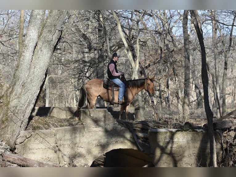 American Quarter Horse Gelding 5 years 14,1 hh Dun in Sweet Springs MO