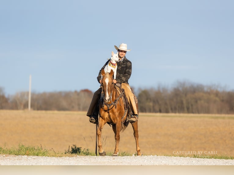American Quarter Horse Gelding 5 years 14,1 hh Palomino in Lewistown