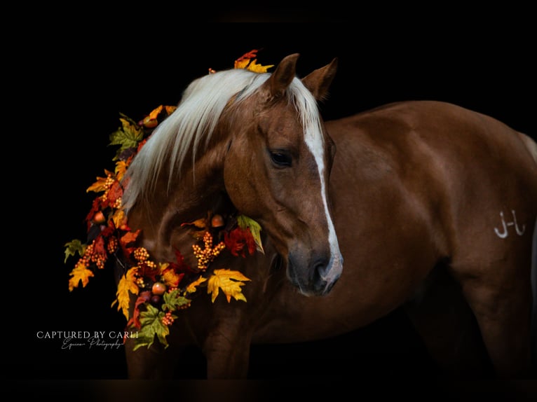 American Quarter Horse Gelding 5 years 14,1 hh Palomino in Lewistown