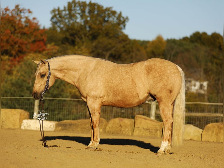 American Quarter Horse Gelding 5 years 14,1 hh Palomino in Millersburg