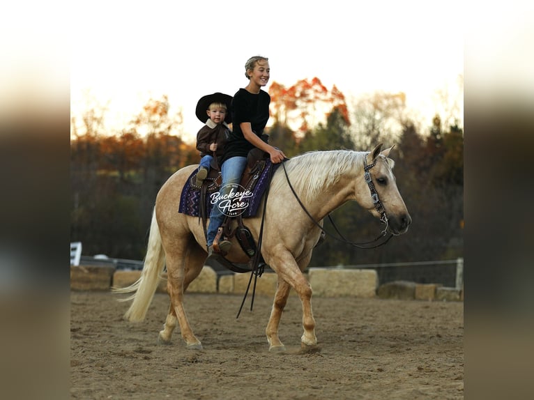 American Quarter Horse Gelding 5 years 14,1 hh Palomino in Millersburg