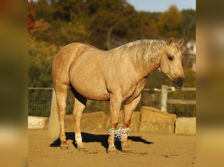 American Quarter Horse Gelding 5 years 14,1 hh Palomino in Millersburg