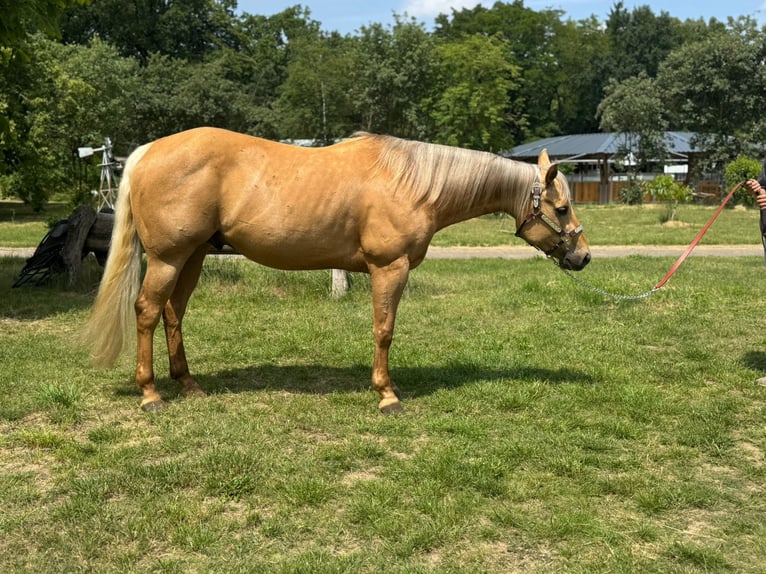 American Quarter Horse Gelding 5 years 14,1 hh Palomino in Wusterhausen (Dosse)
